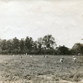 Berry pickers working the W. F. W. Fisher Farm, ca 1902